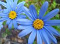 Blue Daisy Photo and characteristics