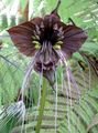 Bat Head Lily, Bat Flower, Devil Flower Photo and characteristics