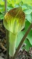 Dragon Arum, Cobra Plant, American Wake Robin, Jack in the Pulpit Photo and characteristics