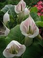 Dragon Arum, Cobra Plant, American Wake Robin, Jack in the Pulpit Photo and characteristics