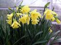 Daffodils, Daffy Down Dilly Photo and characteristics