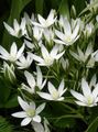 Drooping Star of Bethlehem Photo and characteristics