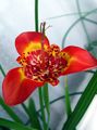 Tigridia, Mexican Shell-flower Photo and characteristics