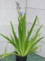 Blue Corn lily Photo and characteristics