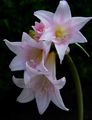 Belladonna Lily, March Lily, Naked Lady Photo and characteristics