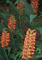 Hedychium, Butterfly Ginger Photo and characteristics