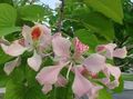 Orchid Tree Photo and characteristics