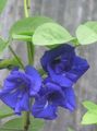 Butterfly Pea Photo and characteristics