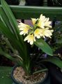 Bush Lily, Boslelie Photo and characteristics