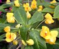 Patience Plant, Balsam, Jewel Weed, Busy Lizzie Photo and characteristics