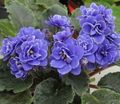 African violet Photo and characteristics