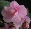 African violet Photo and characteristics