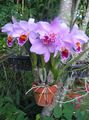 Dendrobium Orchid Photo and characteristics