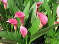 Arum lily Photo and characteristics