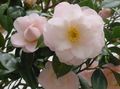 Camellia Photo and characteristics