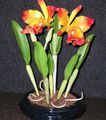 Cattleya Orchid Photo and characteristics