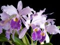 Cattleya Orchid Photo and characteristics