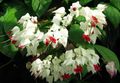 Clerodendron Photo and characteristics