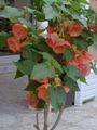 Flowering Maple, Weeping Maple, Chinese Lantern Photo and characteristics