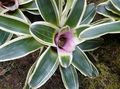 Bromeliad Photo and characteristics