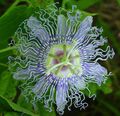 Passion flower Photo and characteristics