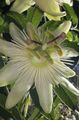 Passion flower Photo and characteristics