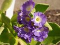 Primula, Auricula Photo and characteristics