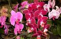 Phalaenopsis Photo and characteristics