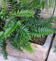 Holly fern Photo and characteristics