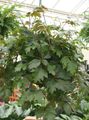 Grape Ivy, Oak Leaf Ivy Photo and characteristics
