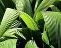 Curculigo, Palm Grass Photo and characteristics