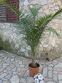 Majesty Palm Photo and characteristics