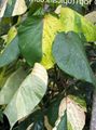 Fire Dragon Acalypha, Hoja de Cobre, Copper Leaf Photo and characteristics