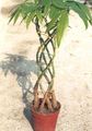 Guiana chestnut, Water Chestnut Photo and characteristics