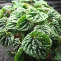 Radiator Plant, Watermelon Begonias, Baby Rubber Plant Photo and characteristics