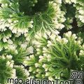 Selaginella Photo and characteristics