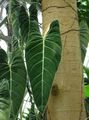 Philodendron liana Photo and characteristics