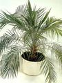 Date Palm Photo and characteristics