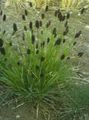 Blue Moor-grass Photo and characteristics