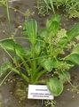 Water plantain Photo and characteristics
