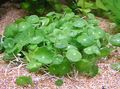 Whorled, Water Pennywort, Dollarweed, Manyflower Marsh Pennywort Photo and characteristics
