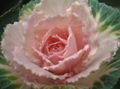Flowering Cabbage, Ornamental Kale, Collard, Cole Photo and characteristics