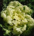 Flowering Cabbage, Ornamental Kale, Collard, Cole Photo and characteristics