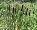 Broadleaf Cattail, Bulrush, Cossack Asparagus, Flags, Reed Mace, Dwarf Cattail, Graceful Cattail Photo and characteristics