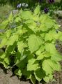 Anise Hyssop, Licorice Mint Photo and characteristics