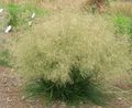 Tufted Hairgrass (Golden Hairgrass) Photo and characteristics