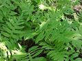 Netted Chain Fern Photo and characteristics