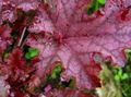 Heuchera, Coral flower, Coral Bells, Alumroot Photo and characteristics