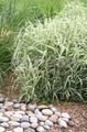 Ribbon Grass, Reed Canary Grass, Gardener's Garters Photo and characteristics