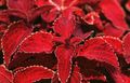 Coleus, Flame Nettle, Painted Nettle Photo and characteristics